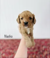 Nacho, a male Cavapoo for sale in Troy, MO – 3 of 3