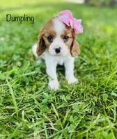 Dumpling , a female Cavalier King Charles Spaniel for sale in Troy, MO – 4 of 7