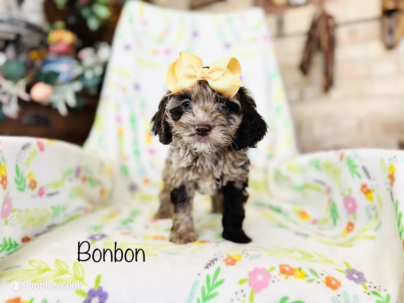Bonbon – Cockapoo puppy for sale in Troy, MO