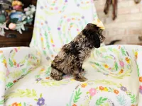 Bonbon, a female Cockapoo for sale in Troy, MO – Photo 4 of 4