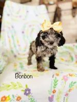 Bonbon, a female Cockapoo for sale in Troy, MO – Photo 2 of 4