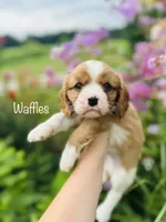 AKC Waffles , a male Cavalier King Charles Spaniel for sale in Troy, MO – 2 of 3
