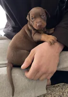 Tucker, a male Doberman Pinscher for sale in Hubbard, OH – Photo 4 of 4