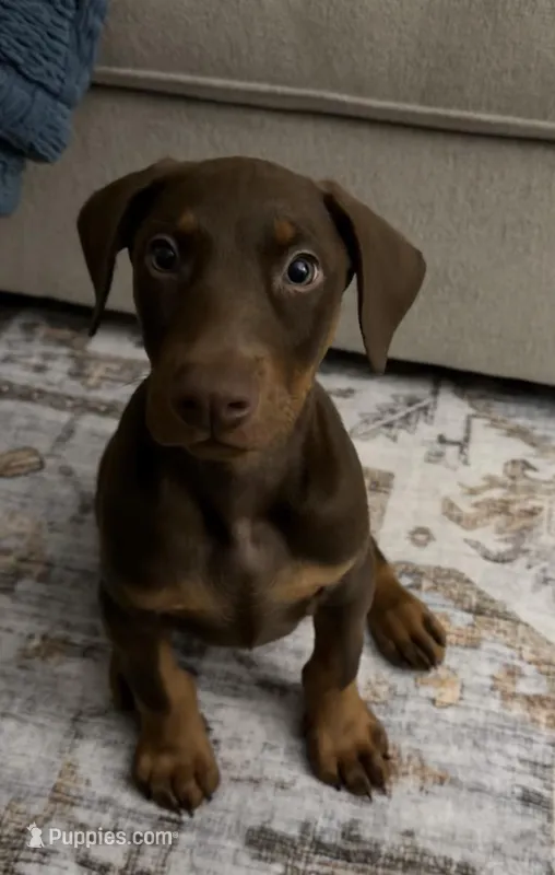 Tucker – Doberman Pinscher puppy for sale in Hubbard, OH