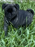 Tank, a male Pug and Shih Tzu for sale in Arlington, TX – 4 of 7