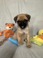 Chief, a male Pug and Shih Tzu for sale in Arlington, TX – 3 of 6