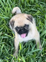 Chief, a male Pug and Shih Tzu for sale in Arlington, TX – 2 of 6