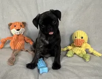 Tank, a male Pug and Shih Tzu for sale in Arlington, TX – 1 of 7