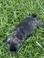 Tank, a male Pug and Shih Tzu for sale in Arlington, TX – 2 of 7