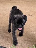 Tank, a male Pug and Shih Tzu for sale in Arlington, TX – 3 of 7