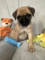 Chief, a male Pug and Shih Tzu for sale in Arlington, TX – 5 of 6