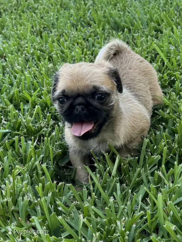 Chief – Pug, Shih Tzu puppy for sale in Arlington, TX