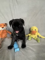 Tank, a male Pug and Shih Tzu for sale in Arlington, TX – 5 of 7