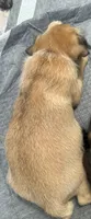 Chief, a male Pug and Shih Tzu for sale in Arlington, TX – 6 of 6