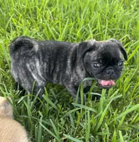 Tank, a male Pug and Shih Tzu for sale in Arlington, TX – 6 of 7