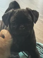 Tank, a male Pug and Shih Tzu for sale in Arlington, TX – 7 of 7