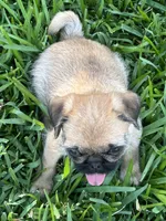 Chief, a male Pug and Shih Tzu for sale in Arlington, TX – 4 of 6