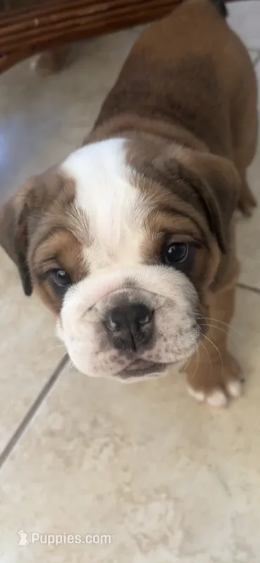Rocco – English Bulldog, Puggle puppy for sale in North Port, FL