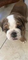 Rocco, a male English Bulldog and Puggle for sale in North Port, FL – 1 of 6