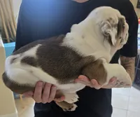 Ollie, a male English Bulldog and Puggle for sale in North Port, FL – 3 of 6