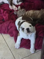 Ollie, a male English Bulldog and Puggle for sale in North Port, FL – 4 of 6