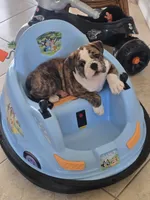 Hudson, a male English Bulldog and Puggle for sale in North Port, FL – 5 of 5