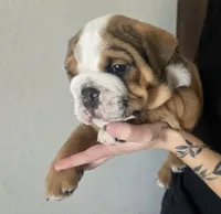 Rocco, a male English Bulldog and Puggle for sale in North Port, FL – 2 of 6