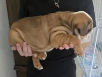 Rocco, a male English Bulldog and Puggle for sale in North Port, FL – 4 of 6