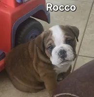 Rocco, a male English Bulldog and Puggle for sale in North Port, FL – 3 of 6