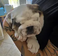 Ollie, a male English Bulldog and Puggle for sale in North Port, FL – 2 of 6