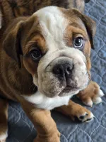 Rocco, a male English Bulldog and Puggle for sale in North Port, FL – 6 of 6
