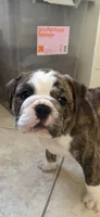 Hudson, a male English Bulldog and Puggle for sale in North Port, FL – 2 of 5