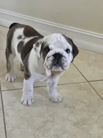Ollie, a male English Bulldog and Puggle for sale in North Port, FL – 6 of 6