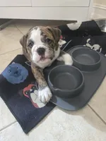 Hudson, a male English Bulldog and Puggle for sale in North Port, FL – 4 of 5