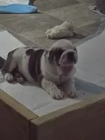 Ollie, a male English Bulldog and Puggle for sale in North Port, FL – 5 of 6