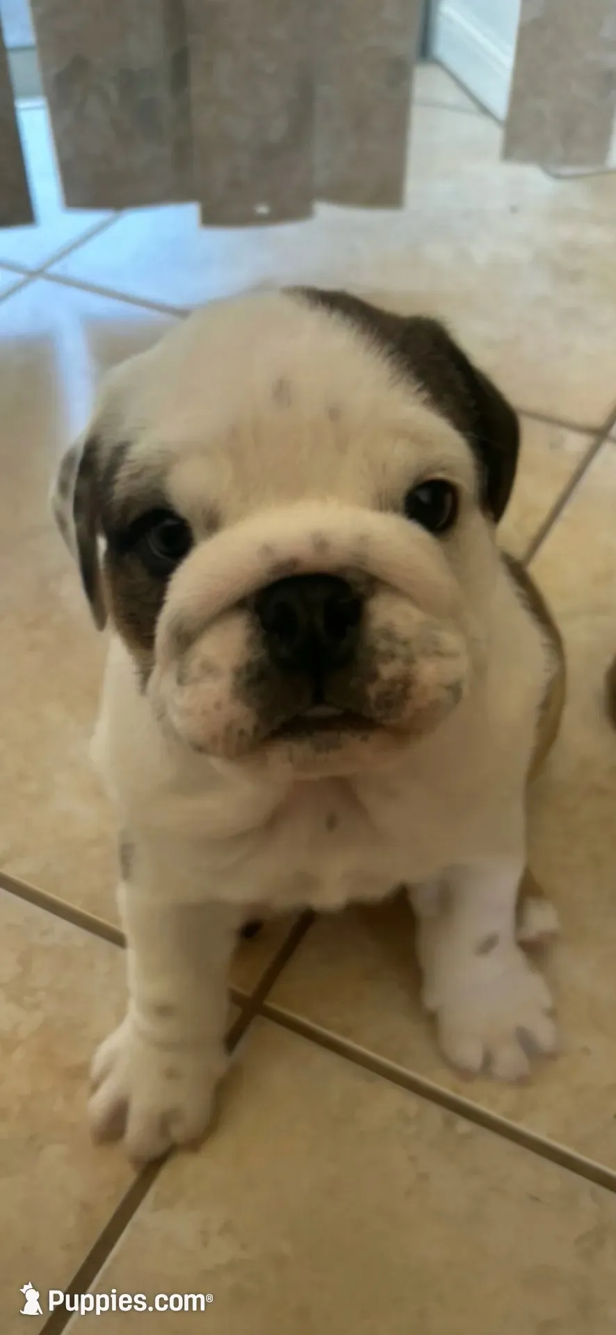 Ollie, a male English Bulldog and Puggle for sale in North Port, FL – 1 of 6