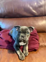 Prince, a male French Bulldog for sale in Seattle, WA – 1 of 1