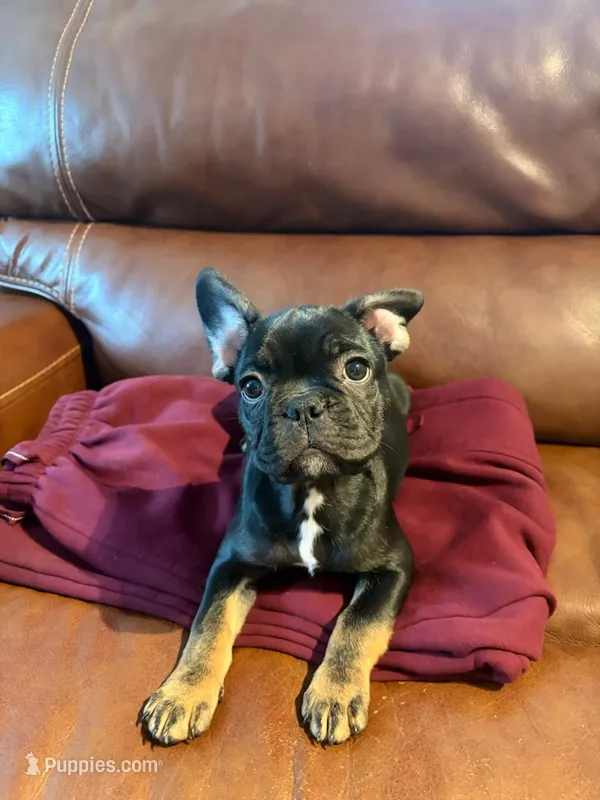 Buddy – French Bulldog puppy for sale in Seattle, WA