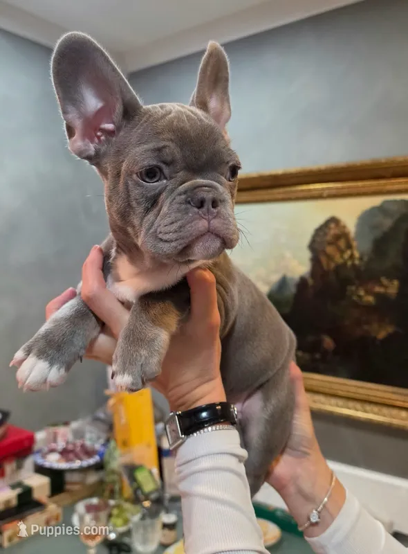 Archie – French Bulldog puppy for sale in Seattle, WA