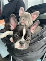Archie, a male French Bulldog for sale in Seattle, WA – 2 of 2