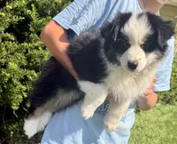 Jabba, a male Miniature Australian Shepherd for sale in Decorah, IA – 5 of 5