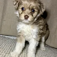 Elsa, a female Poodle - Toy  and Miniature Aussiedoodle for sale in Decorah, IA – Photo 3 of 3
