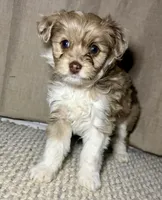 Elsa, a female Poodle - Toy  and Toy Australian Shepherd for sale in Decorah, IA – Photo 2 of 2