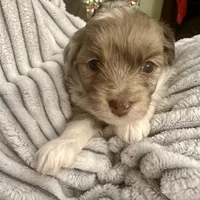 Elsa, a female Poodle - Toy  and Miniature Aussiedoodle for sale in Decorah, IA – Photo 2 of 3