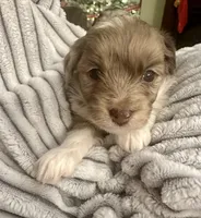 Elsa, a female Poodle - Toy  and Toy Australian Shepherd for sale in Decorah, IA – Photo 1 of 2