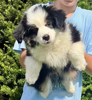 Jabba, a male Miniature Australian Shepherd for sale in Decorah, IA – 4 of 5