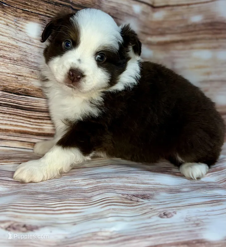 Yoda – Miniature Australian Shepherd puppy for sale in Decorah, IA