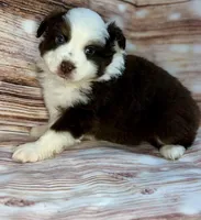 Yoda, a male Miniature Australian Shepherd for sale in Decorah, IA – 1 of 2