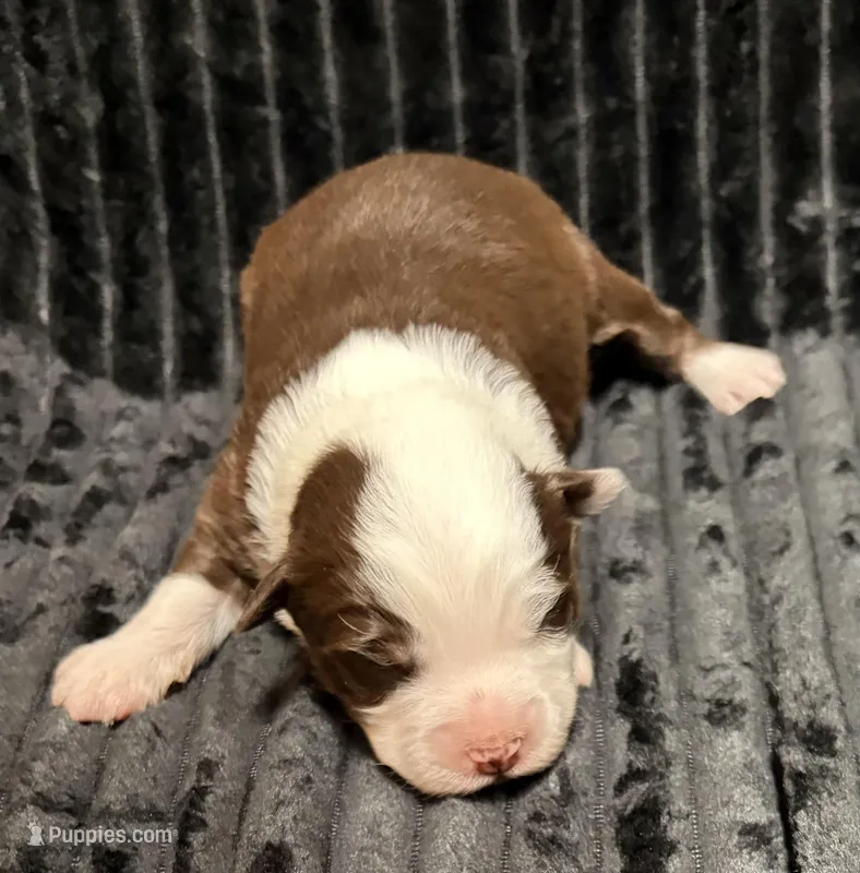 Yoda, a male Miniature Australian Shepherd for sale in Decorah, IA – Photo 1 of 1