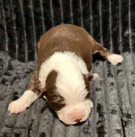 Yoda, a male Miniature Australian Shepherd for sale in Decorah, IA – 2 of 2